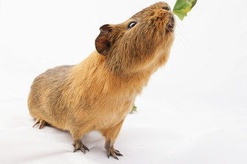 Fototapeta premium cochon d'inde sur fond blanc