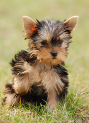 beautiful puppy of the yorkshire terrier in a grass
