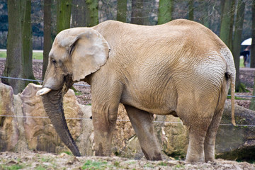 Fototapeta premium Elephant