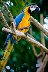 blue and gold scarlet macaw