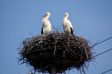 Two friends - stork couple on nest on the blue sky