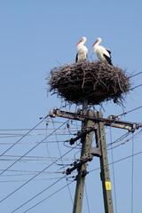 Stork couple on nest on the pole over blue sky