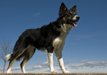 border collie
