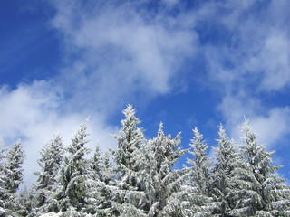 Baumkronen im Winter