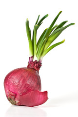 Red onion