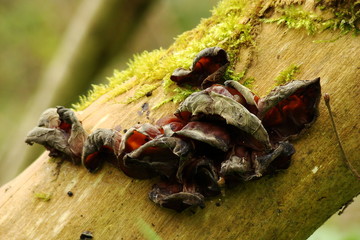 Auriculaire oreille-de-judas sur un tronc,Aisne,Picardie