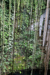 Vines hanging in Cenote in the Mayan Riviera, Mexico..