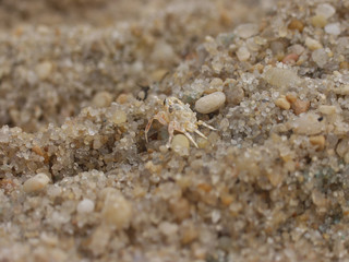 Sand Crab on the Beach