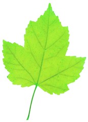 green leaf