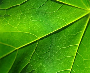 green leaf