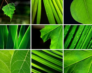 horticulture