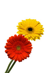 Gerber daisy flowers isolated on white background