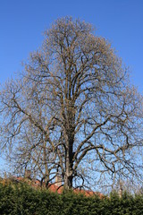 arbre