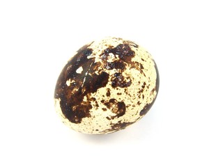 Quail egg