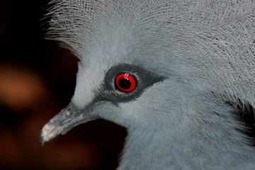 Vogel 1