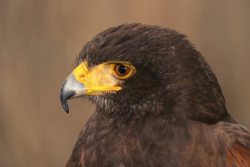 Harris Hawk, Parabuteo unicintus