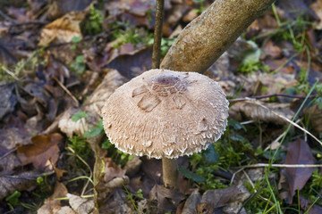 france,île de france : champignon en forêt de saint germain