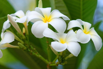 Close-up of a white-yellow frangipani flower
