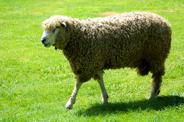 Sheep on a field in New Zealand