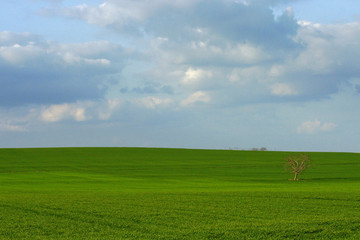 Obraz premium l'arbre et la coline