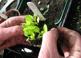 Lettuce Seedlings