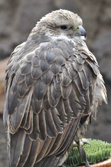 Sitzender Falke