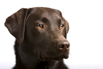 Proud Chocolate Labrador