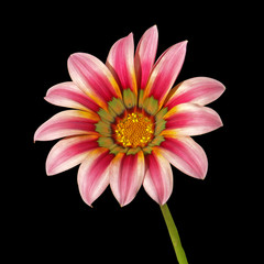 fleur de gazania sur fond noir