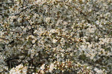 Spring time 