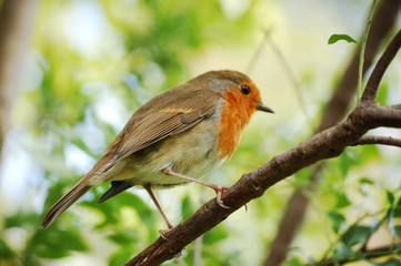 Robin