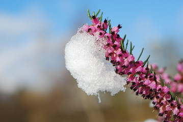 purple heather