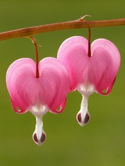 pink dicentra