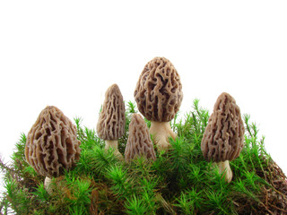Morel mushrooms isolated