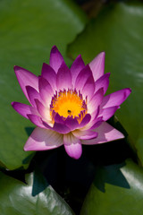 magenta lotus flower