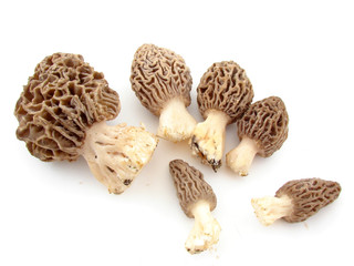 Morels