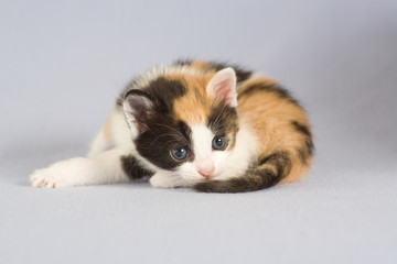 spotted kitten on the floor, isolated