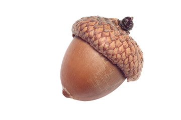 acorn © John Tomaselli