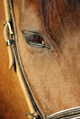 A brown horse eye (close up) in its stable