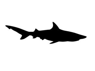 Shark