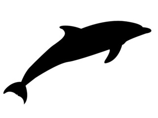 Dolphin © Sylviii