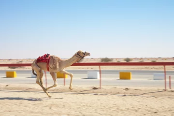Acrylic prints Camel Robot camel racing