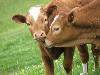 Sloppy sentimentality