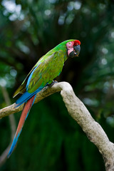 military macaw on a tree