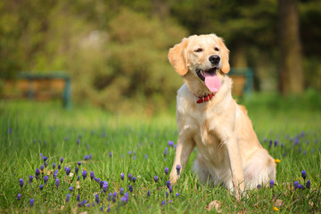 Yellow Labrador retriever resting in the park