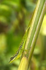 lezard