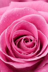 Pink rose detail.