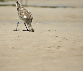 head in the sand