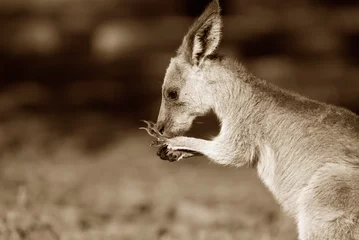 Printed roller blinds Kangaroo eastern grey kangaroo sepia