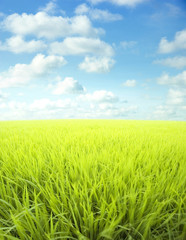 Fototapeta na wymiar Landscape of green meadow, clouds and blue sky