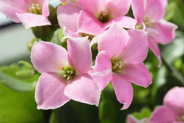 Naklejka na ściany i meble Pink flowers of kalanchoe